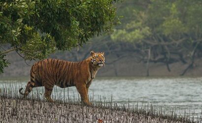 sundarban-safari-related-414x259-o.jpg